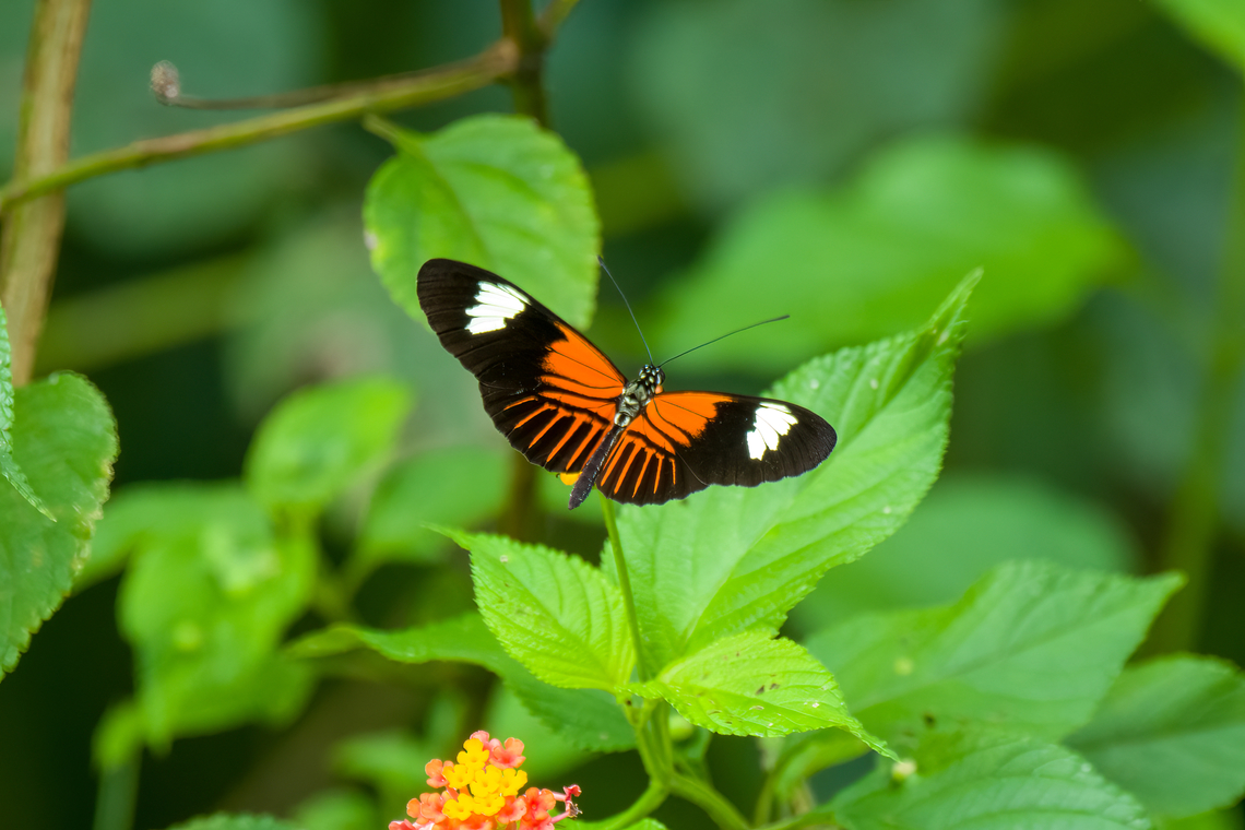 Heliconius melpomene, Florencia, Colombia  Caquetá,Colombia,Colombia 2022,Common postman,Florencia,Geotagged,Heliconius melpomene,South America,Summer,World