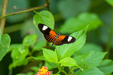 Heliconius melpomene, Florencia, Colombia  Caquet&aacute;,Colombia,Colombia 2022,Common postman,Florencia,Geotagged,Heliconius melpomene,South America,Summer,World