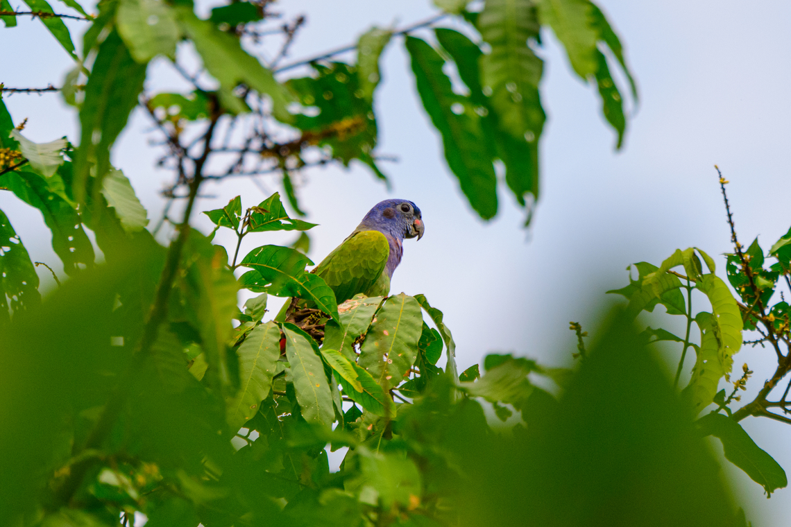 Blue-headed Parrot, Florencia, Colombia  Blue-headed Parrot,Caquet&aacute;,Colombia,Colombia 2022,Florencia,Geotagged,Pionus menstruus,South America,Summer,World