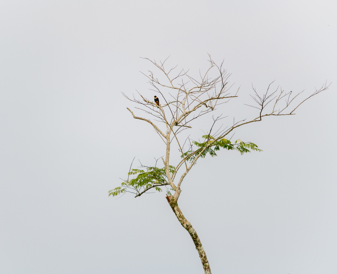 Bat Falcon, Florencia, Colombia Just for record-keeping, a very distant observation of this bat falcon. It&#039;s typical to find them like this, perched in the highest tree in the open. Bat falcon,Caquetá,Colombia,Colombia 2022,Falco rufigularis,Florencia,Geotagged,South America,Summer,World