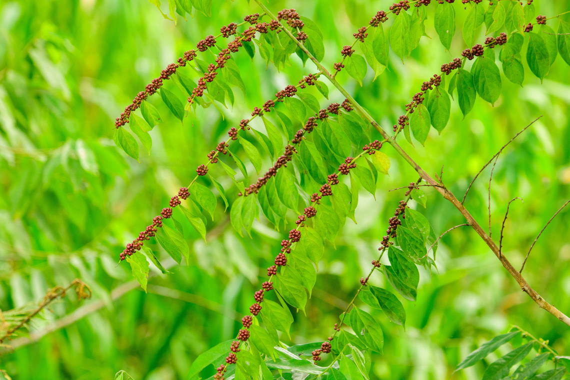 Nettletree, Trema sp., Florencia, Colombia A quick snap of a plant that caught my eye. Caquet&aacute;,Colombia,Colombia 2022,Florencia,Geotagged,South America,Summer,World