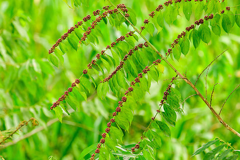 Nettletree, Trema sp., Florencia, Colombia A quick snap of a plant that caught my eye. Caquet&aacute;,Colombia,Colombia 2022,Florencia,Geotagged,South America,Summer,World