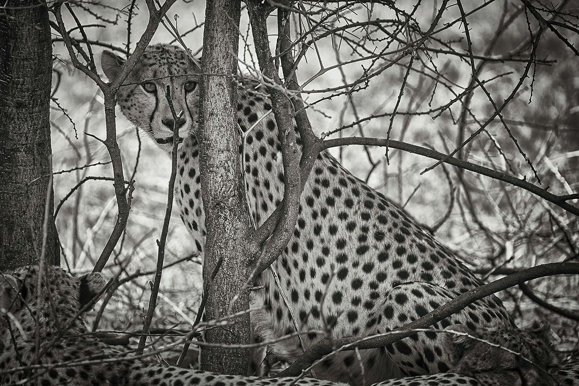 Cheetah in Serengeti under Acacia tree  Acinonyx jubatus,Africa,Cheetah,Serengeti Central,Serengeti National Park,Serengeti area,Tanzania