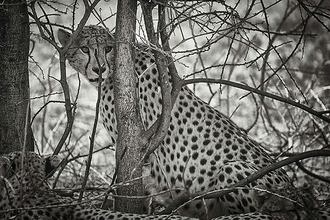 Cheetah in Serengeti under Acacia tree  Acinonyx jubatus,Africa,Cheetah,Serengeti Central,Serengeti National Park,Serengeti area,Tanzania