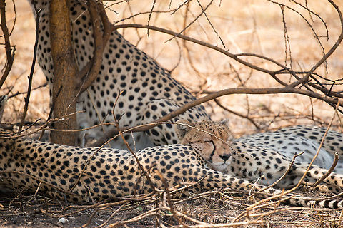 Cheetah siblings in Serengeti Hard to tell where one cheetahs begins and ends with these lazy carnivores. Acinonyx jubatus,Africa,Cheetah,Serengeti Central,Serengeti National Park,Serengeti area,Tanzania
