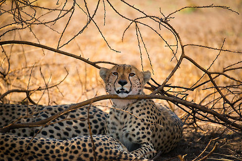 Closeup of young Cheetah resting in the Serengeti As lazy as our cat is, always finding an object to supports its sleepy head. Based on the blood stains on its fur, this cheetah family of 3 just had a festive meal. Acinonyx jubatus,Africa,Cheetah,Serengeti Central,Serengeti National Park,Serengeti area,Tanzania