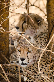 Closeup of Cheetah resting in Central Serengeti  Acinonyx jubatus,Africa,Cheetah,Geotagged,Serengeti Central,Serengeti National Park,Serengeti area,Tanzania