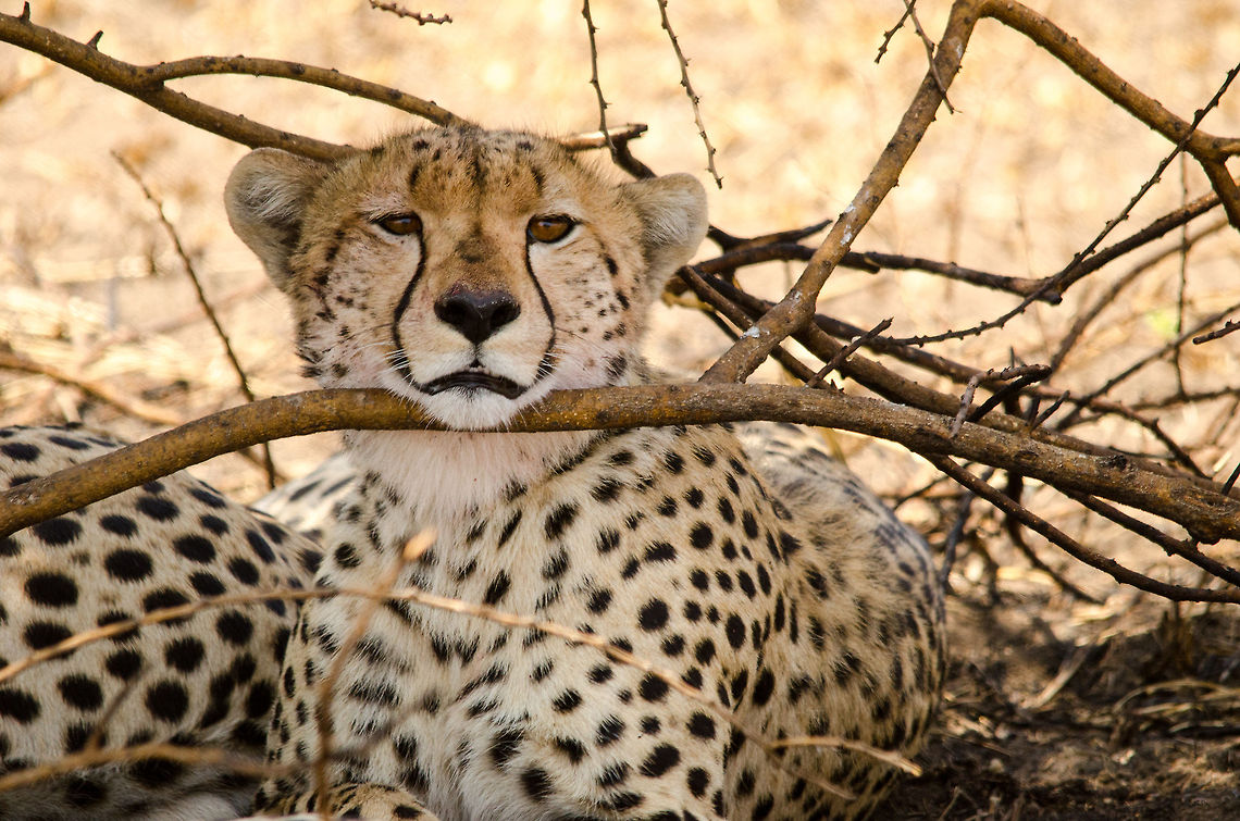 Extreme closeup of Cheetah resting head on tree in the Serengeti I think this is as close as I'll ever come to a wild cheetah :) Acinonyx jubatus,Africa,Cheetah,Geotagged,Serengeti Central,Serengeti National Park,Serengeti area,Tanzania