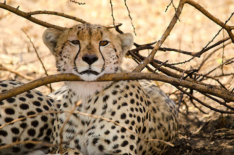 Extreme closeup of Cheetah resting head on tree in the Serengeti I think this is as close as I'll ever come to a wild cheetah :) Acinonyx jubatus,Africa,Cheetah,Geotagged,Serengeti Central,Serengeti National Park,Serengeti area,Tanzania