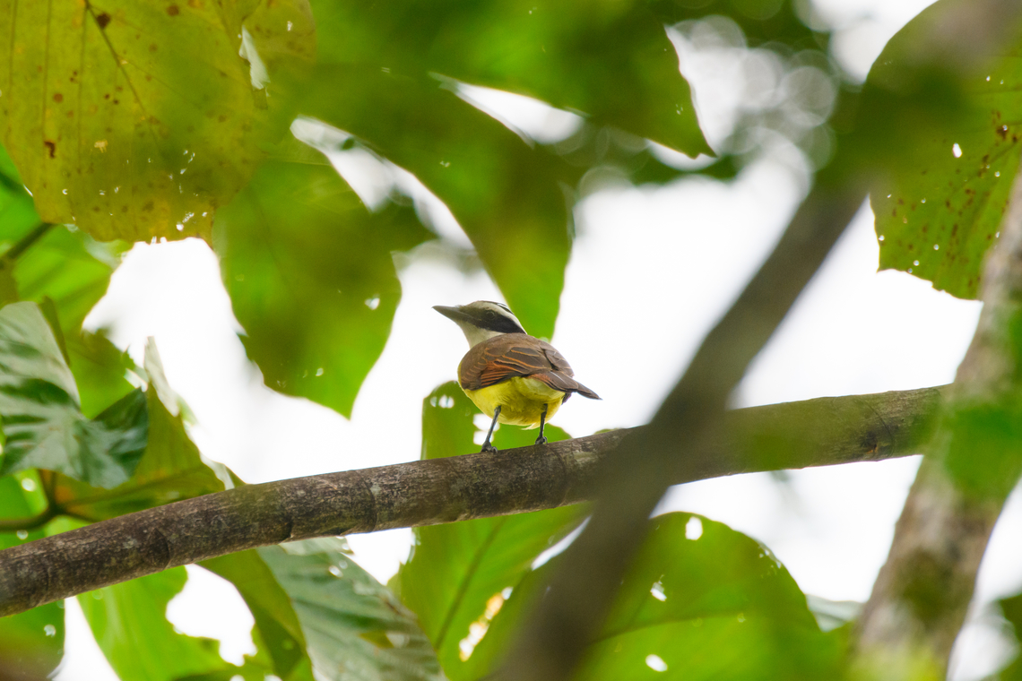 Boat-billed flycatcher, Florencia, Colombia  Boat-billed flycatcher,Caquet&aacute;,Colombia,Colombia 2022,Florencia,Geotagged,Megarynchus pitangua,South America,Summer,World