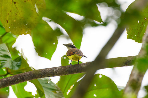 Boat-billed flycatcher, Florencia, Colombia  Boat-billed flycatcher,Caquet&aacute;,Colombia,Colombia 2022,Florencia,Geotagged,Megarynchus pitangua,South America,Summer,World