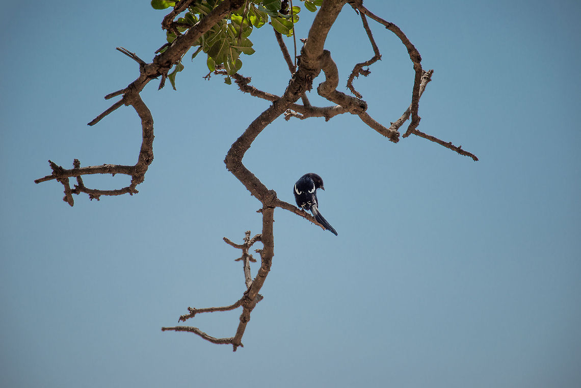 Magpie shrike in Central Serengeti, Tanzania Technically, this photo is a reasonable demonstration of what the RAW format can do. The original photo was a silhouette, shot against the light, making both the bird and the branches pitch black. Thanks to the flexibility of RAW, I could easily restore detail, contrast and color.  Africa,Magpie Shrike,Serengeti Central,Serengeti National Park,Serengeti area,Tanzania,Urolestes melanoleucus