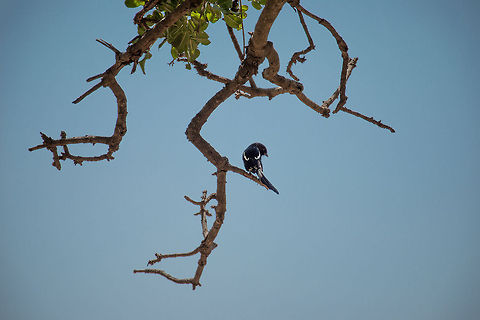 Magpie shrike in Central Serengeti, Tanzania Technically, this photo is a reasonable demonstration of what the RAW format can do. The original photo was a silhouette, shot against the light, making both the bird and the branches pitch black. Thanks to the flexibility of RAW, I could easily restore detail, contrast and color.  Africa,Magpie Shrike,Serengeti Central,Serengeti National Park,Serengeti area,Tanzania,Urolestes melanoleucus