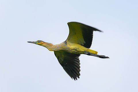 Whistling heron, Florencia, Colombia This species normally has a red bill, I suspect this may be a juvenile, but not really sure. Nearby observation:
https://www.jungledragon.com/image/142577/whistling_herons_florencia_colombia.html Caquetá,Colombia,Colombia 2022,Florencia,Geotagged,South America,Summer,Syrigma sibilatrix,Winter,World,whistling heron