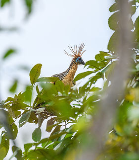 Hoatzin, Florencia, Colombia  Caquetá,Colombia,Colombia 2022,Florencia,Geotagged,Hoatzin,Opisthocomus hoazin,South America,Summer,World