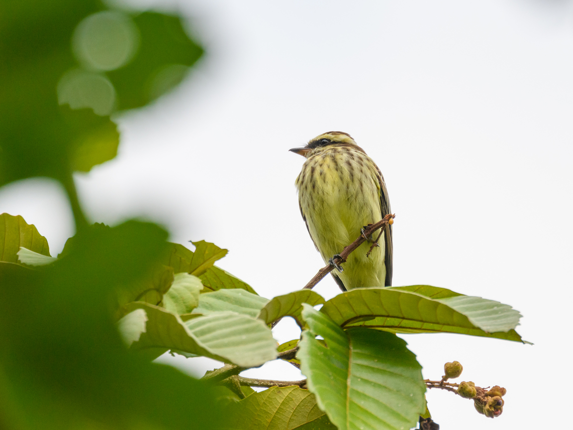 Variegated flycatcher, Florencia, Colombia  Caquetá,Colombia,Colombia 2022,Empidonomus varius,Florencia,Geotagged,South America,Summer,Variegated flycatcher,World