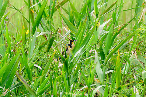 Black-capped donacobius couple, Florencia, Colombia  Black-capped donacobius,Caquetá,Colombia,Colombia 2022,Donacobius atricapilla,Florencia,Geotagged,South America,Summer,World