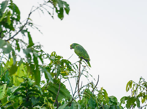 Yellow-crowned amazon, Florencia, Colombia  Amazona ochrocephala,Caquet&aacute;,Colombia,Colombia 2022,Florencia,Geotagged,South America,Summer,World,Yellow-crowned amazon
