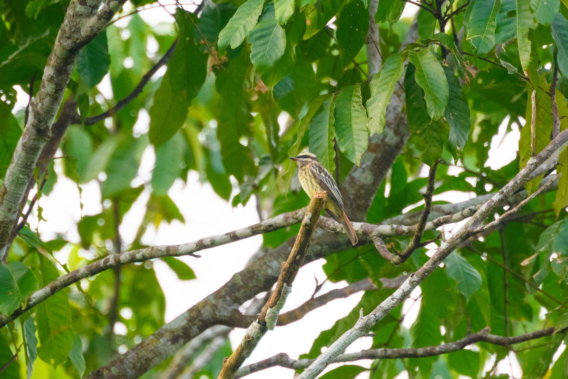 Variegated flycatcher - perched, Florencia, Colombia  Caquet&aacute;,Colombia,Colombia 2022,Empidonomus varius,Florencia,Geotagged,South America,Summer,Variegated flycatcher,World