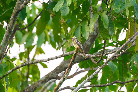 Variegated flycatcher - perched, Florencia, Colombia  Caquet&aacute;,Colombia,Colombia 2022,Empidonomus varius,Florencia,Geotagged,South America,Summer,Variegated flycatcher,World