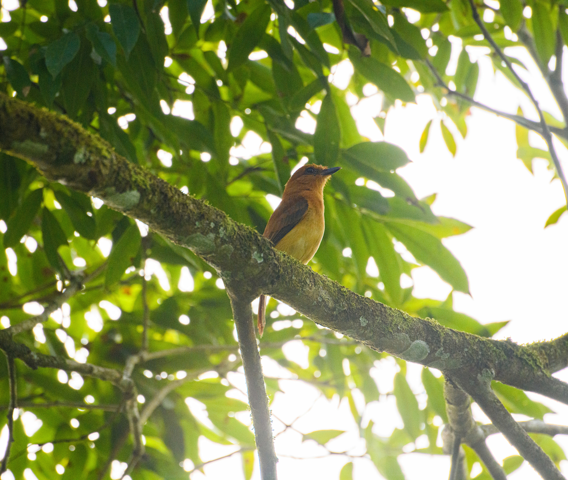 Cinnamon attila, Florencia, Colombia Massive backlight :( Attila cinnamomeus,Caquetá,Cinnamon attila,Colombia,Colombia 2022,Florencia,Geotagged,South America,Summer,World