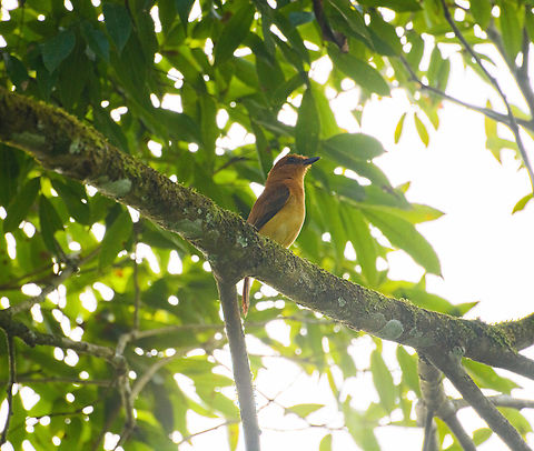 Cinnamon attila, Florencia, Colombia Massive backlight :( Attila cinnamomeus,Caquetá,Cinnamon attila,Colombia,Colombia 2022,Florencia,Geotagged,South America,Summer,World