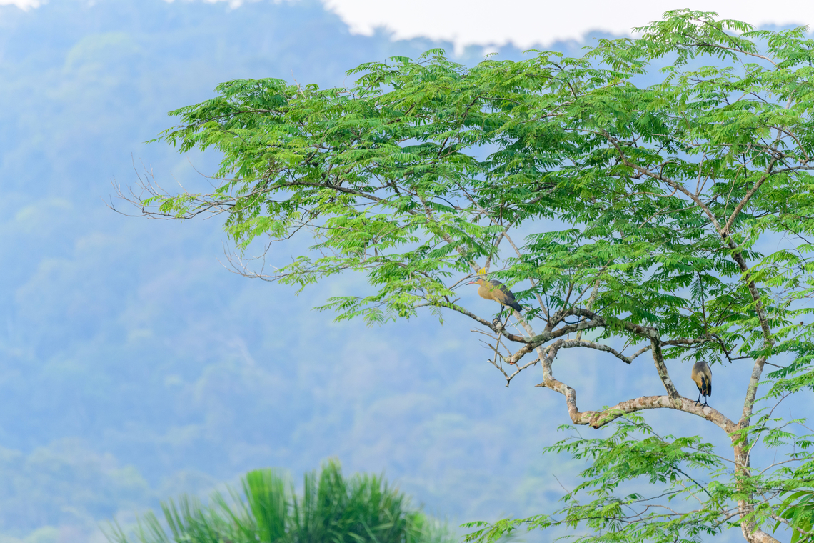 Whistling herons, Florencia, Colombia Remote observation of two whistling herons in a tree. Caquet&aacute;,Colombia,Colombia 2022,Florencia,Geotagged,South America,Summer,Syrigma sibilatrix,Whistling heron,World