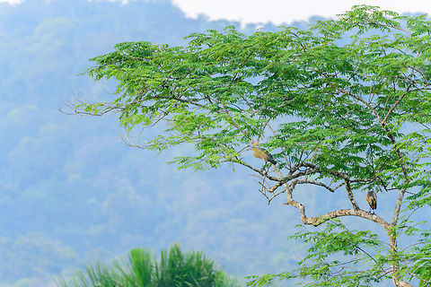 Whistling herons, Florencia, Colombia Remote observation of two whistling herons in a tree. Caquet&aacute;,Colombia,Colombia 2022,Florencia,Geotagged,South America,Summer,Syrigma sibilatrix,Whistling heron,World