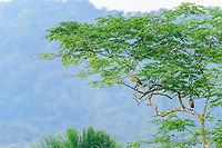 Whistling herons, Florencia, Colombia Remote observation of two whistling herons in a tree. Caquetá,Colombia,Colombia 2022,Florencia,Geotagged,South America,Summer,Syrigma sibilatrix,Whistling heron,World
