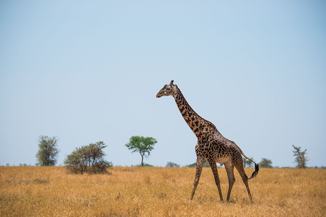 Large older male Masai Giraffe in Central Serengeti  Africa,Giraffa camelopardalis tippelskirchi,Maasai Giraffe,Serengeti Central,Serengeti National Park,Serengeti area,Tanzania