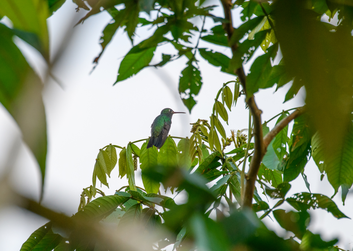Green-tailed Goldenthroat, Florencia, Colombia  Caquet&aacute;,Colombia,Colombia 2022,Florencia,Geotagged,Green-tailed Goldenthroat,Polytmus theresiae,South America,Summer,World