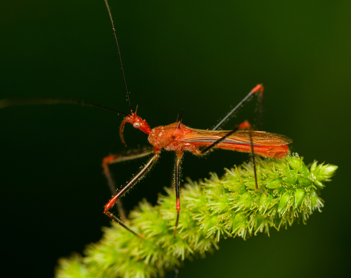 Red assassin bug - Ricolla quadrispinosa, Caquetá, Colombia After an exhausting all-day boat trip from Florencia&#039;s port, we finally arrived at our first main location of our 2022 trip: Peregrinos. A very remote and wild place, deeply into Colombia&#039;s amazon in the controversial Caquet&aacute; department. Upon arriving, we did a brief night tour. Amazon,Caquetá,Colombia,Colombia 2022,Geotagged,Peregrinos,Ricolla quadrispinosa,South America,Summer,Winter,World