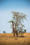 Masai Giraffe stretching to reach Acacia leafs in Central Serengeti  Africa,Giraffa camelopardalis tippelskirchi,Maasai Giraffe,Serengeti Central,Serengeti National Park,Serengeti area,Tanzania