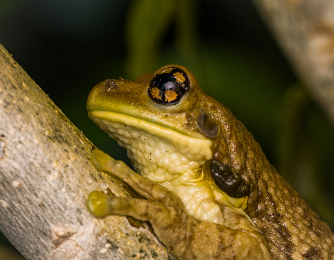 Osteocephalus taurinus - head, Caquet&aacute;, Colombia <figure class="photo"><a href="https://www.jungledragon.com/image/142685/osteocephalus_taurinus_caquet_colombia.html" title="Osteocephalus taurinus, Caquet&aacute;, Colombia"><img src="https://s3.amazonaws.com/media.jungledragon.com/images/2/142685_thumb.jpg?AWSAccessKeyId=05GMT0V3GWVNE7GGM1R2&Expires=1769040010&Signature=OdAcbJPCnmV4gAIi1%2F%2FOCgJt57U%3D" width="96" height="152" alt="Osteocephalus taurinus, Caquet&aacute;, Colombia https://www.jungledragon.com/image/142684/osteocephalus_taurinus_-_head_caquet_colombia.html Amazon,Caquet&aacute;,Colombia,Colombia 2022,Geotagged,Manaus slender-legged tree frog,Osteocephalus taurinus,Peregrinos,South America,Summer,Winter,World" /></a></figure> Amazon,Caquet&aacute;,Colombia,Colombia 2022,Geotagged,Manaus slender-legged tree frog,Osteocephalus taurinus,Peregrinos,South America,Summer,Winter,World