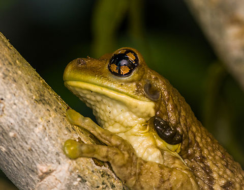 Osteocephalus taurinus - head, Caquet&aacute;, Colombia https://www.jungledragon.com/image/142685/osteocephalus_taurinus_caquet_colombia.html Amazon,Caquet&aacute;,Colombia,Colombia 2022,Geotagged,Manaus slender-legged tree frog,Osteocephalus taurinus,Peregrinos,South America,Summer,Winter,World