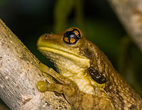 Osteocephalus taurinus - head, Caquet&aacute;, Colombia https://www.jungledragon.com/image/142685/osteocephalus_taurinus_caquet_colombia.html Amazon,Caquet&aacute;,Colombia,Colombia 2022,Geotagged,Manaus slender-legged tree frog,Osteocephalus taurinus,Peregrinos,South America,Summer,Winter,World