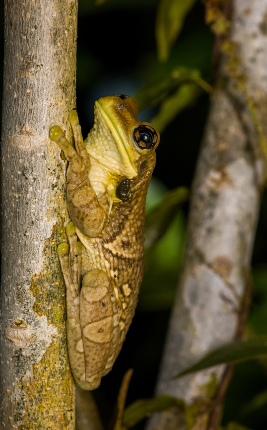 Osteocephalus taurinus, Caquet&aacute;, Colombia <figure class="photo"><a href="https://www.jungledragon.com/image/142684/osteocephalus_taurinus_-_head_caquet_colombia.html" title="Osteocephalus taurinus - head, Caquet&aacute;, Colombia"><img src="https://s3.amazonaws.com/media.jungledragon.com/images/2/142684_thumb.jpg?AWSAccessKeyId=05GMT0V3GWVNE7GGM1R2&Expires=1769040010&Signature=naAX4moI3kPxqghqLKGO5S3gjy0%3D" width="200" height="156" alt="Osteocephalus taurinus - head, Caquet&aacute;, Colombia https://www.jungledragon.com/image/142685/osteocephalus_taurinus_caquet_colombia.html Amazon,Caquet&aacute;,Colombia,Colombia 2022,Geotagged,Manaus slender-legged tree frog,Osteocephalus taurinus,Peregrinos,South America,Summer,Winter,World" /></a></figure> Amazon,Caquet&aacute;,Colombia,Colombia 2022,Geotagged,Manaus slender-legged tree frog,Osteocephalus taurinus,Peregrinos,South America,Summer,Winter,World