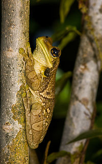 Osteocephalus taurinus, Caquetá, Colombia https://www.jungledragon.com/image/142684/osteocephalus_taurinus_-_head_caquet_colombia.html Amazon,Caquetá,Colombia,Colombia 2022,Geotagged,Manaus slender-legged tree frog,Osteocephalus taurinus,Peregrinos,South America,Summer,Winter,World
