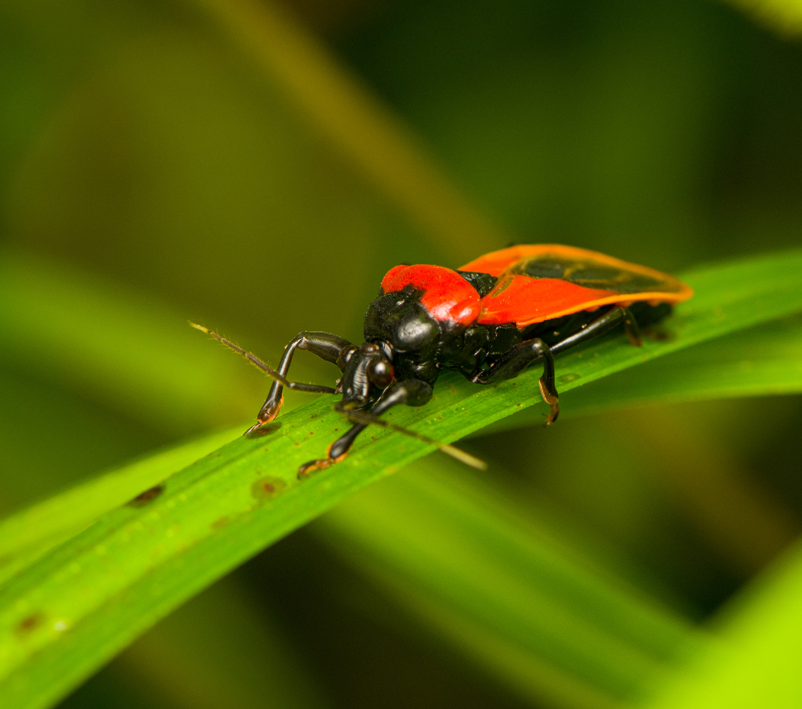 Brontostoma basalis, Caquetá, Colombia Fairly large assassin bug found during a night tour. Amazon,Brontostoma basalis,Caquetá,Colombia,Colombia 2022,Geotagged,Peregrinos,South America,Summer,Winter,World