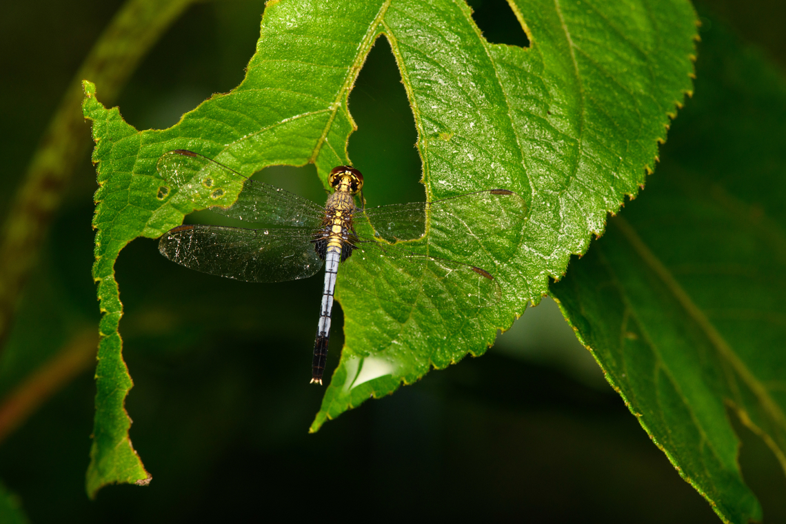 Erythrodiplax basalis, Caquetá, Colombia Found during a night tour. Amazon,Caquetá,Colombia,Colombia 2022,Erythrodiplax basalis,Geotagged,Peregrinos,South America,Summer,Winter,World