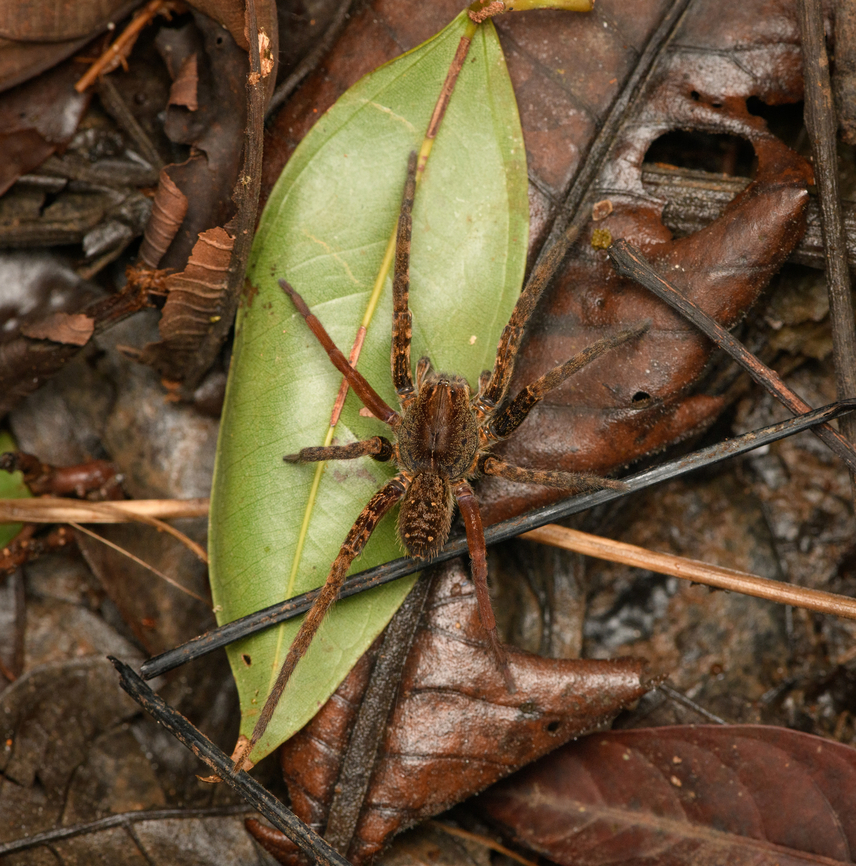Wolf/Wandering spider, Caquetá, Colombia Found on the forest floor, at night. Amazon,Caquetá,Colombia,Colombia 2022,Geotagged,Peregrinos,South America,Summer,Winter,World
