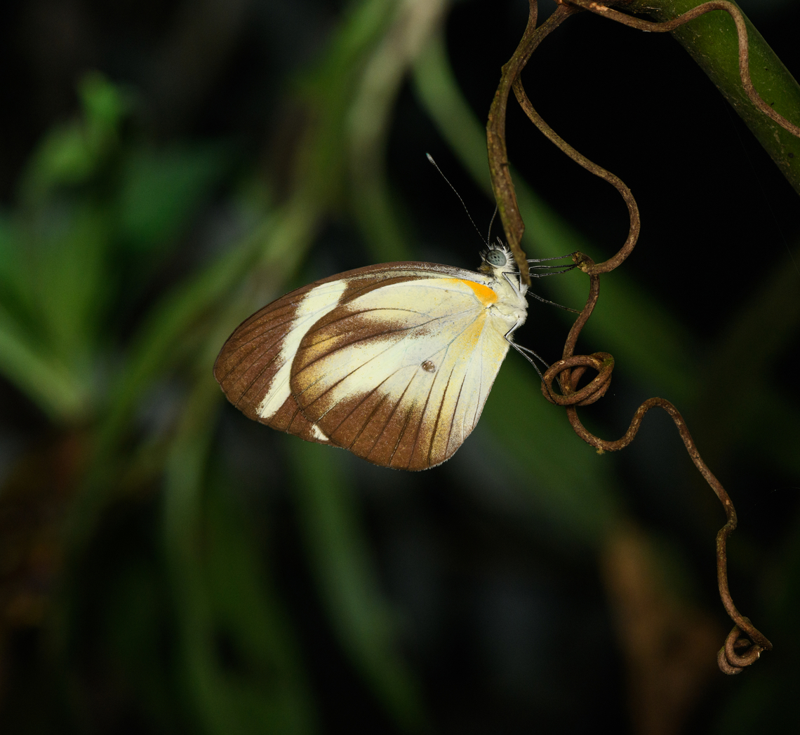 Cross-barred white, Caquet&aacute;,Colombia Found at night. Amazon,Caquet&aacute;,Colombia,Colombia 2022,Cross-barred white,Geotagged,Itaballia demophile,Peregrinos,South America,Summer,Winter,World