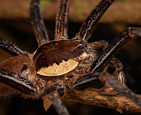 Ancylometes rufus - male, Caquetá,Colombia https://www.jungledragon.com/image/142692/huntsman_spider_caquetcolombia.html Amazon,Ancylometes rufus,Caquetá,Colombia,Colombia 2022,Geotagged,Peregrinos,South America,Summer,Winter,World