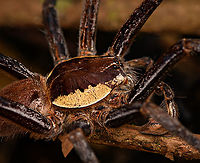 Ancylometes rufus - male, Caquetá,Colombia https://www.jungledragon.com/image/142692/huntsman_spider_caquetcolombia.html Amazon,Ancylometes rufus,Caquetá,Colombia,Colombia 2022,Geotagged,Peregrinos,South America,Summer,Winter,World
