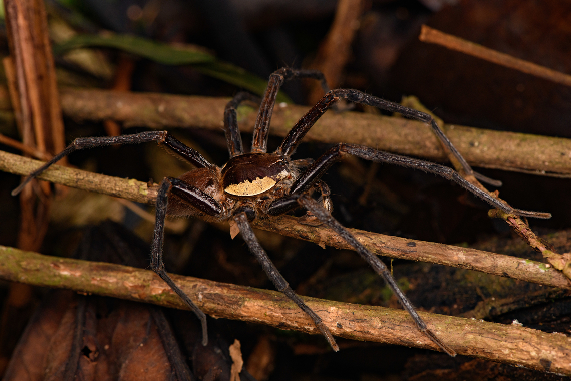 Ancylometes rufus - male, Caquetá,Colombia <figure class="photo"><a href="https://www.jungledragon.com/image/142691/ancylometes_rufus_-_male_caquetcolombia.html" title="Ancylometes rufus - male, Caquet&aacute;,Colombia"><img src="https://s3.amazonaws.com/media.jungledragon.com/images/2/142691_thumb.jpg?AWSAccessKeyId=05GMT0V3GWVNE7GGM1R2&Expires=1767225610&Signature=vArgVIttvnXbyRgOqr7b6xnaupc%3D" width="200" height="164" alt="Ancylometes rufus - male, Caquet&aacute;,Colombia https://www.jungledragon.com/image/142692/huntsman_spider_caquetcolombia.html Amazon,Ancylometes rufus,Caquet&aacute;,Colombia,Colombia 2022,Geotagged,Peregrinos,South America,Summer,Winter,World" /></a></figure> Amazon,Ancylometes rufus,Caquetá,Colombia,Colombia 2022,Geotagged,Peregrinos,South America,Summer,Winter,World