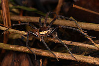 Ancylometes rufus - male, Caquetá,Colombia https://www.jungledragon.com/image/142691/huntsman_spider_-_head_caquetcolombia.html Amazon,Ancylometes rufus,Caquetá,Colombia,Colombia 2022,Geotagged,Peregrinos,South America,Summer,Winter,World