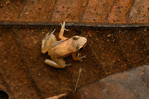Small frog, Caquetá, Colombia Species ID under investigation. Amazon,Caquetá,Colombia,Colombia 2022,Geotagged,Peregrinos,South America,Summer,Winter,World