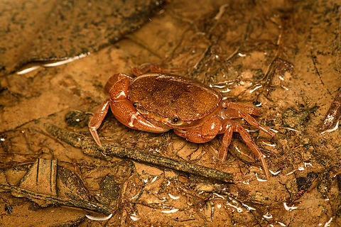 Neotropical Freshwater Crab, Caquet&aacute;, Colombia Family Pseudothelphusidae, possibly genus Neostrengeria.
https://www.jungledragon.com/image/142697/neotropical_freshwater_crab_-_closeup_caquet_colombia.html Amazon,Caquet&aacute;,Colombia,Colombia 2022,Geotagged,Peregrinos,South America,Summer,Winter,World