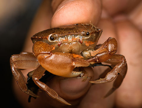 Neotropical Freshwater Crab - closeup, Caquet&aacute;, Colombia Family Pseudothelphusidae, possibly genus Neostrengeria.
https://www.jungledragon.com/image/142696/neotropical_freshwater_crab_caquet_colombia.html Amazon,Caquet&aacute;,Colombia,Colombia 2022,Geotagged,Peregrinos,South America,Summer,Winter,World
