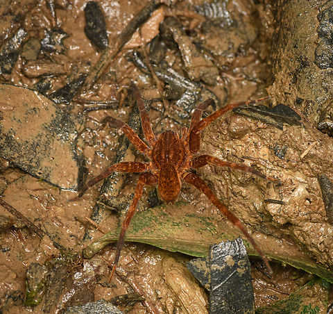Ancylometes rufus (female), Caquetá, Colombia  Amazon,Ancylometes rufus,Caquetá,Colombia,Colombia 2022,Geotagged,Peregrinos,South America,Summer,Winter,World